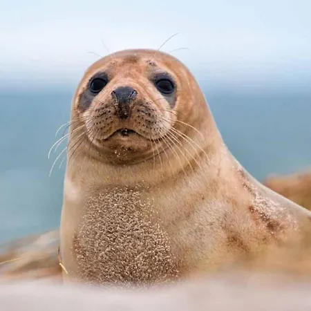La Bulle Pour Sejourner A La Mer En Toute Tranquilite شقة *